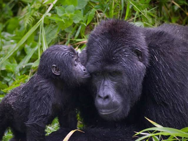 Αποτέλεσμα εικόνας για Gorilla Tourism: A Transformative Force Fueling Uganda Development