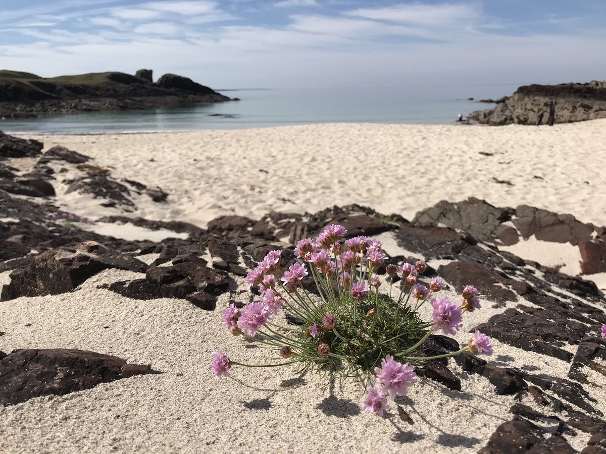 Clachtoll - I’m pretty sure this is what paradise looks like 😊😊☀️☀️☀️@VisitScotland @TouristScottish @TrueHighlands @Scotland #Scottishbeaches #seapinks #wildflowerhour #clachtoll @BBCHighlands @BBCCountryfile