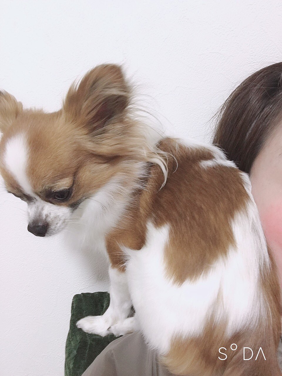 توییتر You در توییتر 肩乗り犬 可愛い 二歳 パピチー パピヨン チワワ ミックス犬 T Co Xq2hmcd0w3