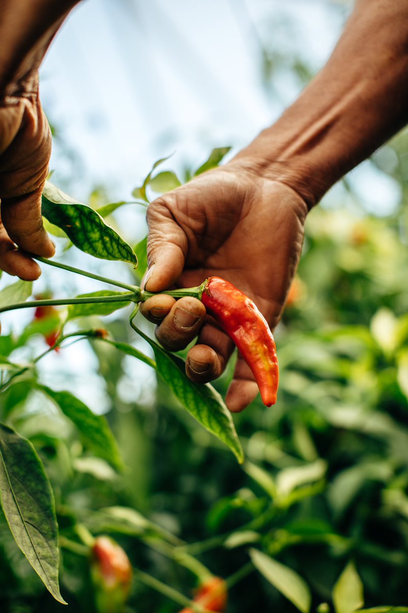 Today there are over 50,000 varieties, all of which trace their lineage back to Mexico.

Join us as we discover how this diverse ingredient has inspired inventive #KrugxPepper pairings with Krug Grande Cuvée and Krug Rosé

#Krug #KrugGrandeCuvee