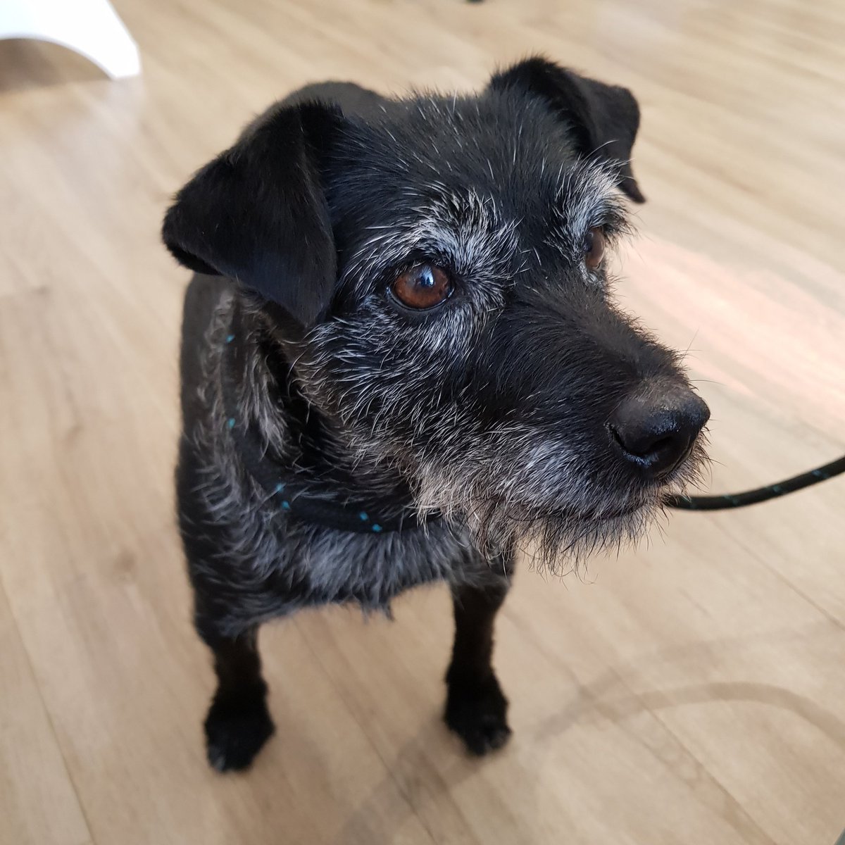 arteriashop's tweet photo. "TILLY" called in today....a much welcomed canine customer.
We think she was after a job as she felt quite happy helping out behind the counter
We loved her β€
#caninecustomer #caninefriendly #fourleggedfriends #dogfriendly #newfurrymemberoftheteam πΎ https://t.co/3mz7I86xKH