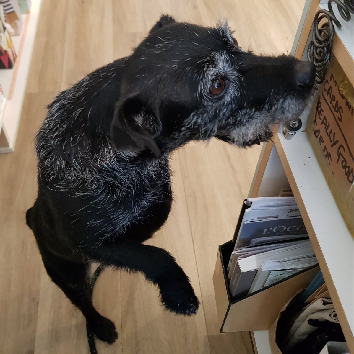 arteriashop's tweet photo. "TILLY" called in today....a much welcomed canine customer.
We think she was after a job as she felt quite happy helping out behind the counter
We loved her β€
#caninecustomer #caninefriendly #fourleggedfriends #dogfriendly #newfurrymemberoftheteam πΎ https://t.co/3mz7I86xKH