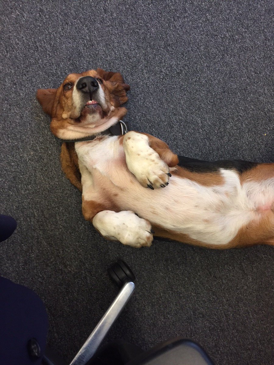 FarrerKane's tweet photo. As part of our fundraising for the #LondonLegalWalk, we will be hosting a bake sale and competitions in the Finsbury Business Centre #PrintCanteen on Friday – do you think you could guess the weight of Dudley? Come along and find out! @LondonLegal @fbc_ec1 #DogsofPR #WalkWithUs https://t.co/t5cGvNXYWy