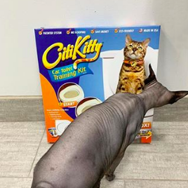 city kitty shark tank