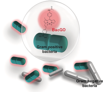 angew_chem's tweet photo. Development of a Universal Fluorescent Probe for Gram-Positive Bacteria (Chang) https://t.co/aAdYesHaXj https://t.co/h7OcXbRWWS