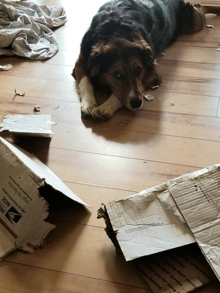 BuildingMadison's tweet image. This is what happens when Baxter does not have daycare. Box torn up - he likes to shred anything cardboard, sheet taken out of laundry basket, obvioudly dragged around and chewed on. #dogs #dogsoftwitter #dogmom #doglovers #furbaby #Ididntdoit