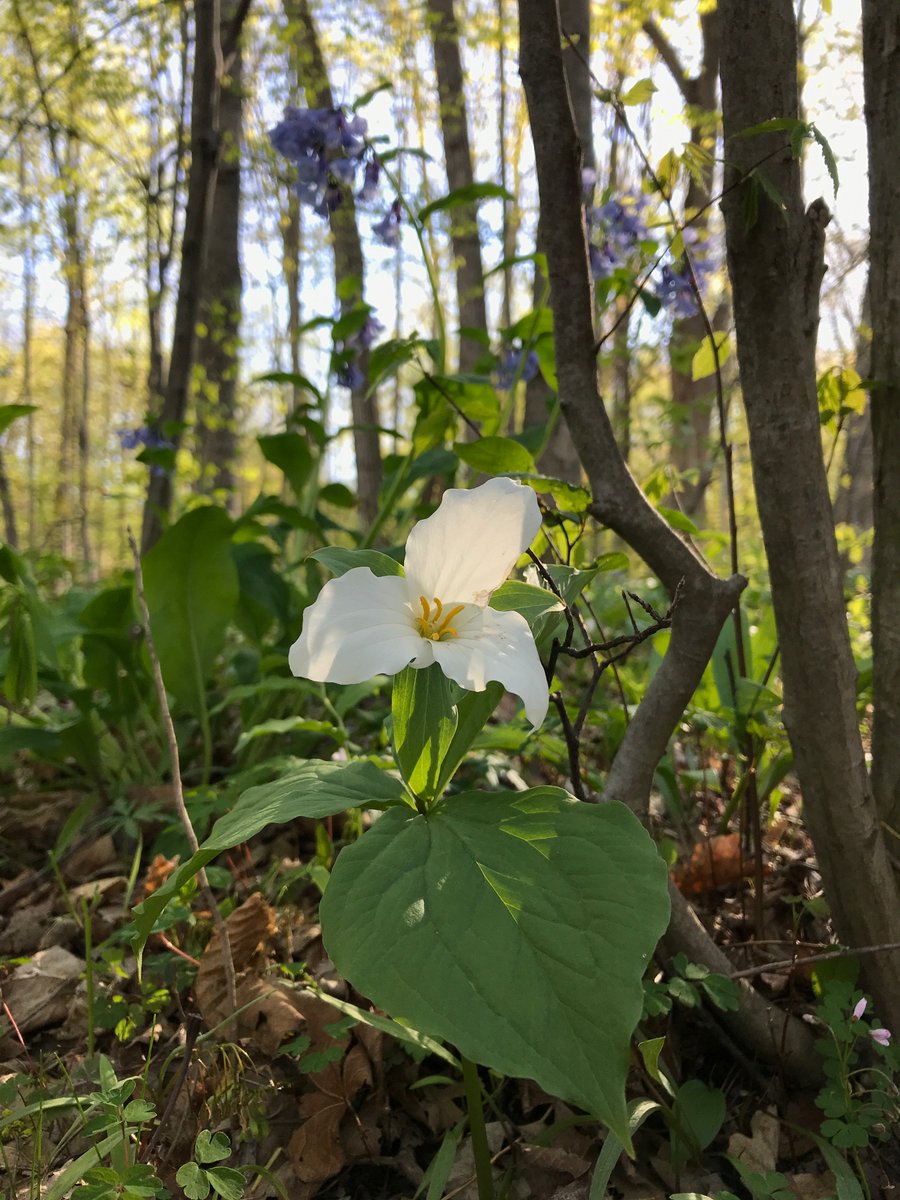 Sure would be nice to have a live wall of Trillium and Bluebells in the office this time of year! 

Research shows that exposure to plants and natural elements reduces stress and anxiety. 

How do you bring the benefits of nature into your work environment?