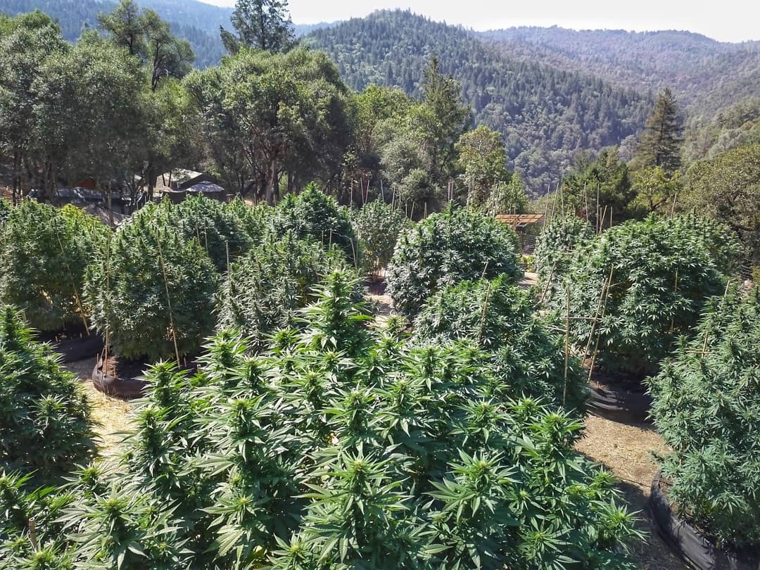 HIGH_TIMES_Mag's tweet image. Imagine waking up to this view every day! 😍

📸: @MartyjuanaFarms