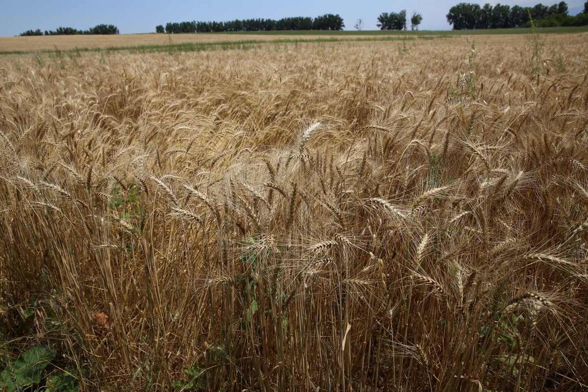 CropWildRelativ's tweet photo. #CWR in the news: Scientists use crop wild relatives of #wheat to gain higher yields. Read the full article here: https://t.co/ldhZAvUk1l @MongabayIndia https://t.co/YKw0YfQHhx