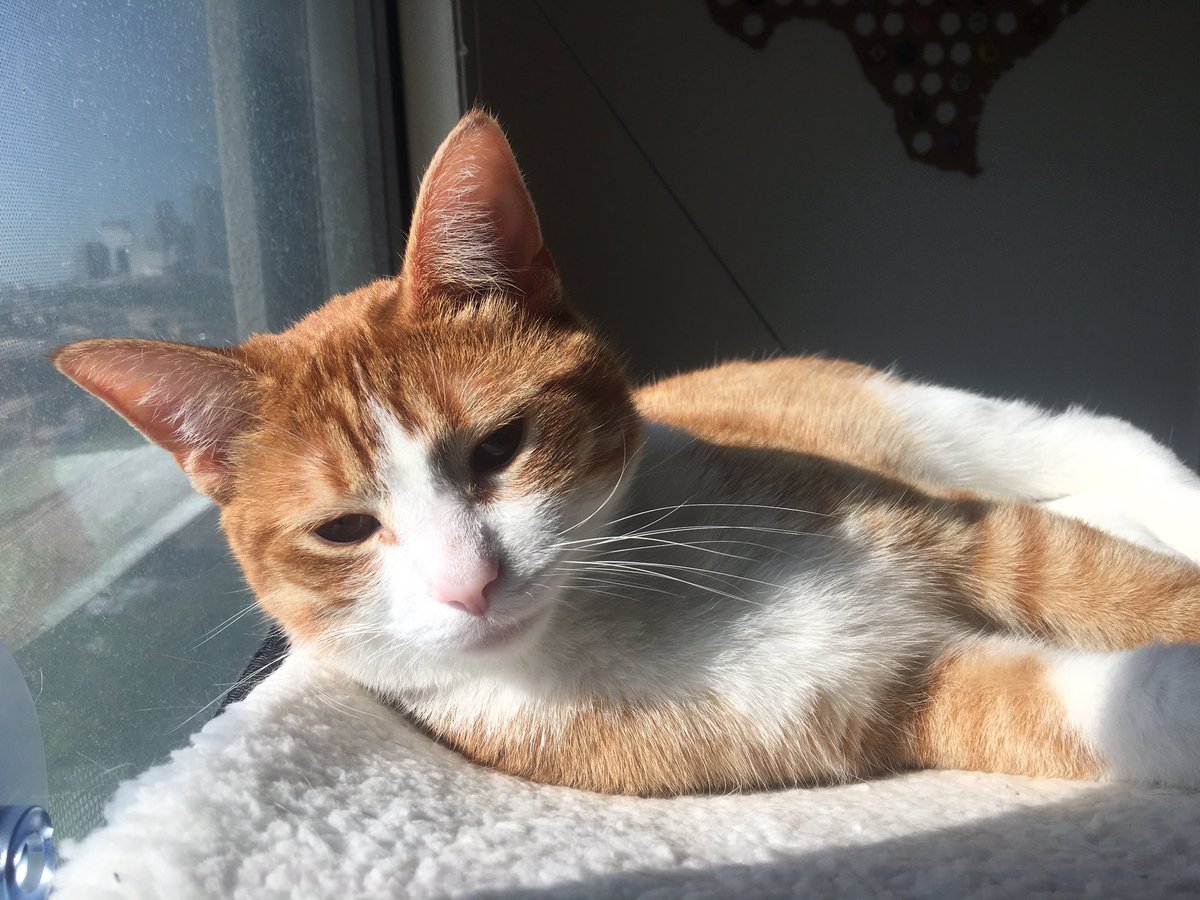 CharweeMonster's tweet photo. Morning in the sun https://t.co/Fk3xXAGnEC