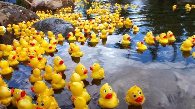 YsgolPumHeol's tweet photo. Cofiwch ddychwelyd ffurflenni’r Ras Hwyaid i’r ysgol sy’n cymryd lle ar Ddydd Sadwrn Mai 18fed ar Bont Horeb, Pum Heol am 11 o’r gloch 🐥 💦 #craff #ptfa #pumheol https://t.co/KtFEFvxxOH