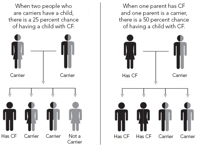 CF_Foundation's tweet image. To have #cysticfibrosis, you must inherit two copies of the CFTR gene that contain mutations--one copy from each parent. That means that each parent must either have CF or be a carrier of a CFTR gene mutation. #CFawareness