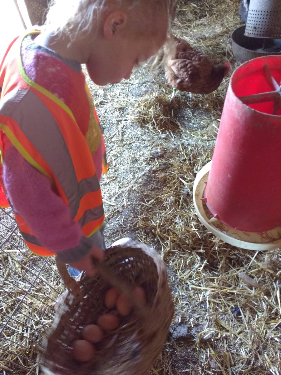grassfedsheep's tweet photo. Nothing more exhausting than a school visit for farmer and children! We've pond dipped, run up and down a hill, held lambs, picked flowers, collected eggs and had a picnic. #outdoorlearning #farmingmagic https://t.co/FZ7U3QGcFs