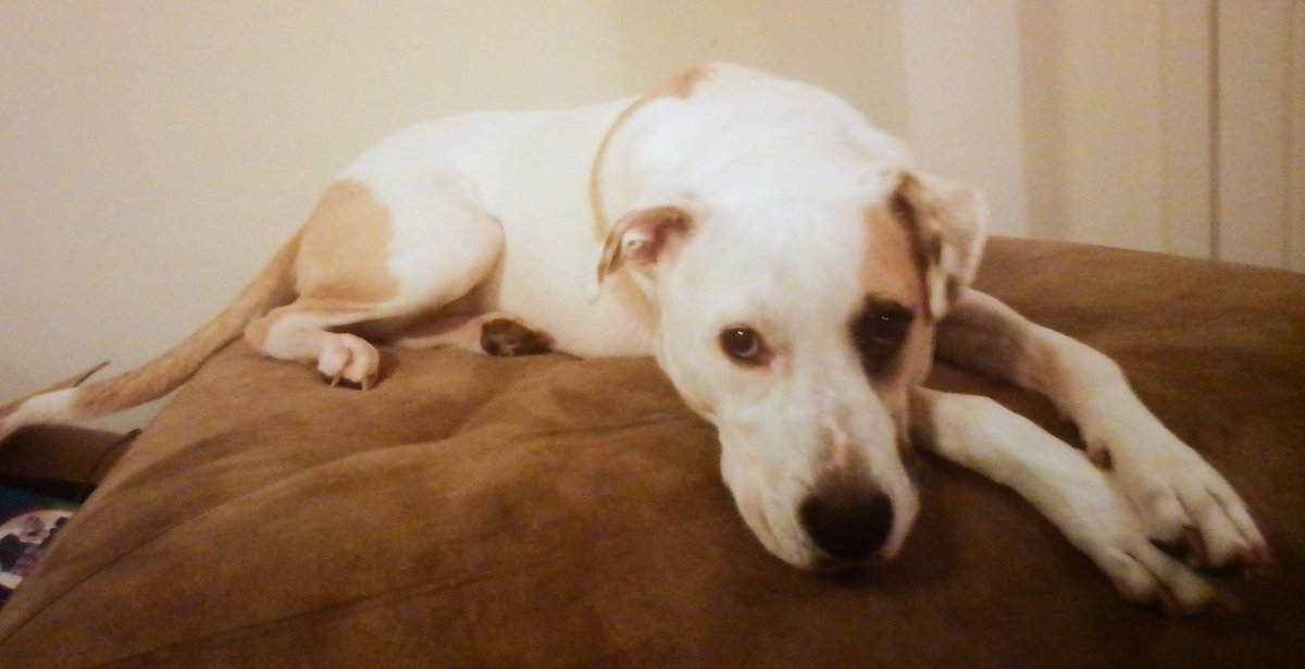 RubyDawgOffcial's tweet photo. Hay yall! N won munth ah wil hav ben on @Twitter fur won yeer. Du yall tink ah ken git bowt 400 more #followers by mah #Twitterversary? #DogsofTwitter #Dogcelebration #RubyDawg #TwitterFollowers #DFWDog #TexasDog #rescuedog #poundpuppy #retweetme #TheRuffRiderz #DangerDawgz https://t.co/yWwulewuVe