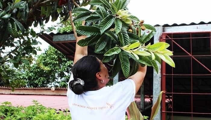 Coffee is one of Costa Rica’s most famous and delicious exports. But beyond providing your morning fuel, is the Costa Rica coffee industry giving back? In the case of three orgs, the answer is yes.
#CostaRica #coffee centralamerica.com/experiencing/d…