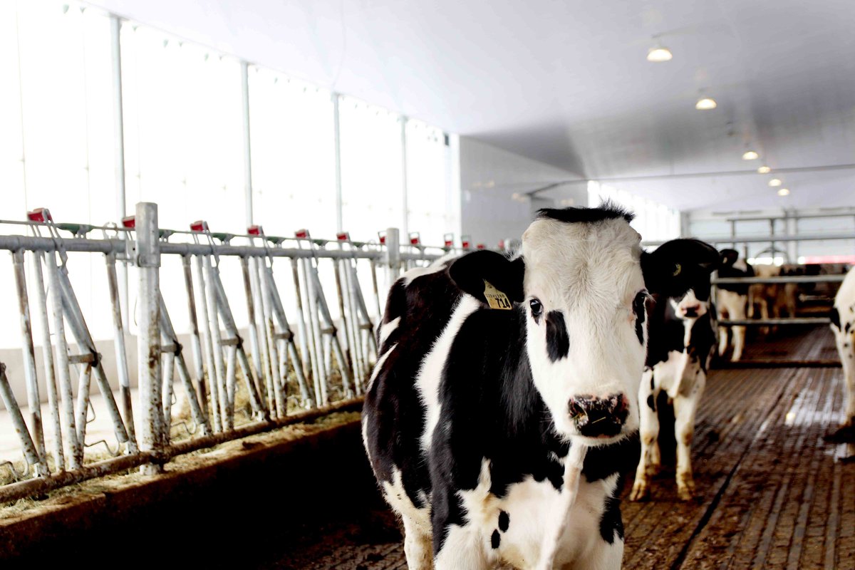 dairylanesystem's tweet photo. Tweet 3/4-We visited Morrissbel Farms @ 3 weeks in. They had a smooth transition overall w/ family &amp; friends walking each cow by halter from tie stalls to the new barn. A great Jourdain install by our dealer, Lawrence's Dairy Supply! #DLSJourdain #OttawaJourdainTour @JonMorris01 https://t.co/b3MF0Awpjq