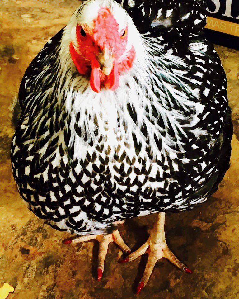 alabamaradio's tweet photo. Here's the pet chicken we had named @Beyonce I was talking about on @KISSFMSEATTLE this morning π€£π
π» #ThoseNails #ShesSassy https://t.co/al7vGQKqAi