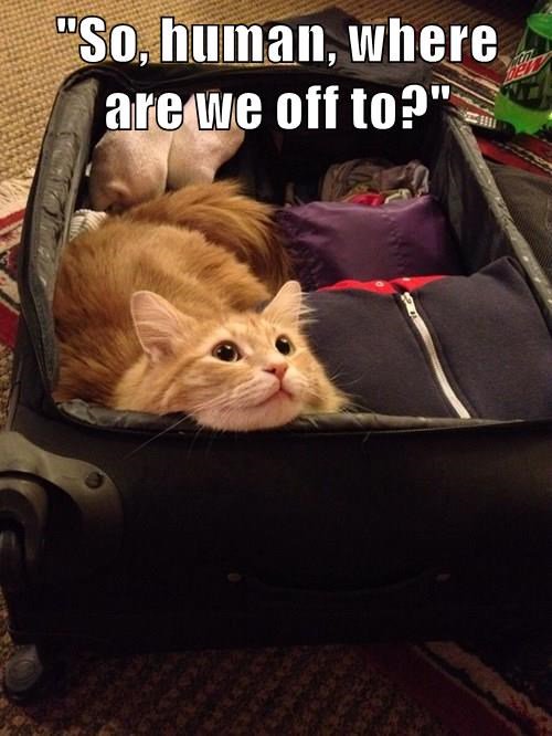 BasqueTraveler's tweet image. #catsrule #Travel #luggage #suitcase #iwanttogo #catsofinstagram