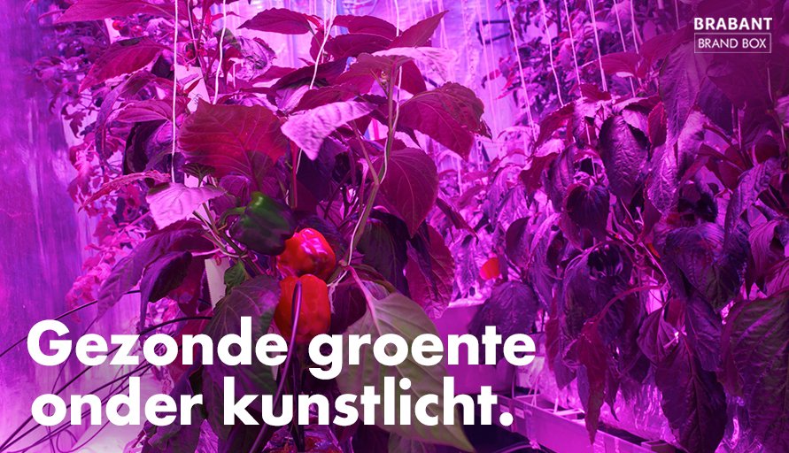 Het Brabantse <a href="/PlantLab/">PlantLab</a> verandert de voedselproductie. Zij ontwikkelden technologie om groente en fruit op een heel klein oppervlak te produceren. Ard: “Zoveel planten, zoveel wensen.”

Lees of download het hele verhaal ➭ bit.ly/bbb-plantlab