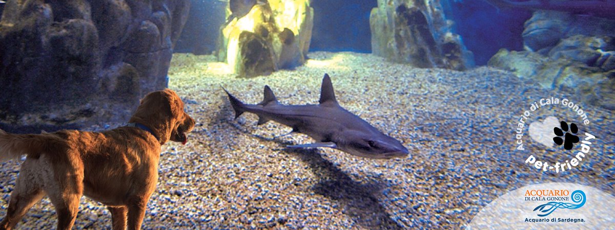 L'#AcquarioCalaGonone diventa totalmente pet friendly!
Clicca sul link per scoprire di più!

bit.ly/2VCrotK