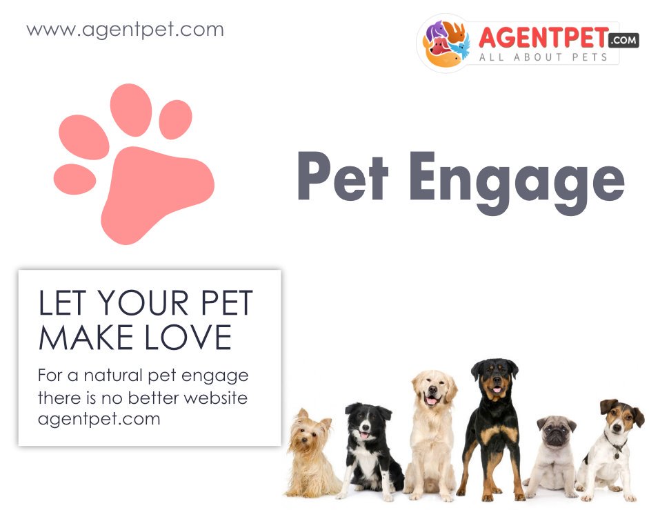 agentpetdotcom's tweet image. Let Your Pets Make Love....

#AgentPet #BuyandSell #PetEngage #PetAccessories #PetFood #PetRelocation #PetAdoption #FindPetShop #FindVetshop #PetTravell #InternationPetTravell #petslove #makelove #petmakelove