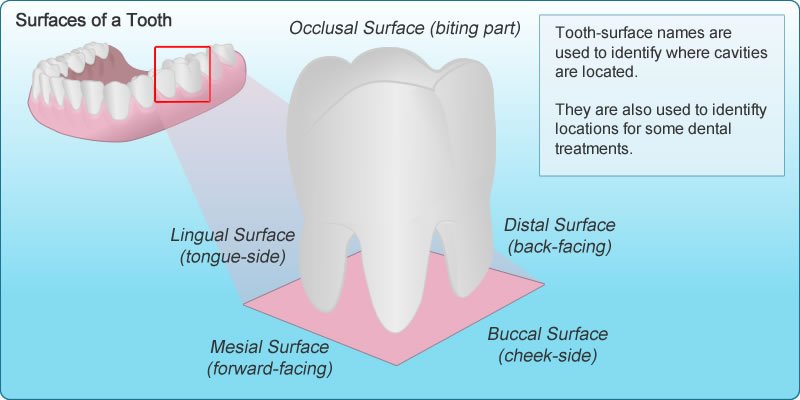 A tooth has two. A tooth has two. Teeth names. A tooth has two. A tooth has two.