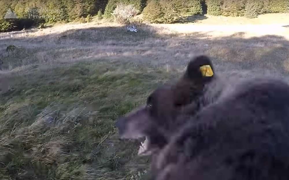 LaRepDpyrenees's tweet photo. L’ourse Sorita de retour en vallée d’Ossau !
#Ours
https://t.co/zeQQiTjlvD https://t.co/rYUirzpYip