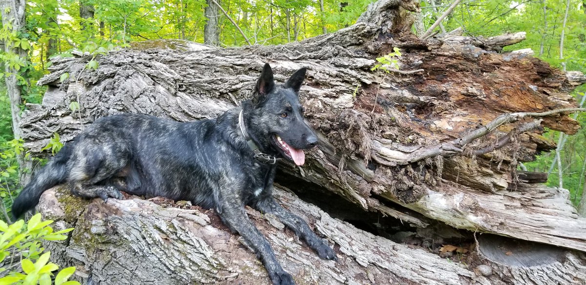 MSD_SearchDogs's tweet photo. #Happy was the theme of the day for a beautiful spring training session!
°Things to climb on - 👍
°Open spaces to run - 👏
°People to find - 🤗
°All the favorite things - 😍
#searchandrescue #inservicetoourcommunity #soothersmaylive #forcefreetraining #K9 https://t.co/gqiVam6qjh