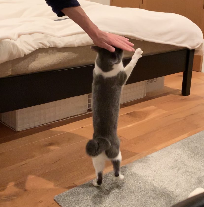 抱っこしたいお父さんと抱っこされたくない猫さん 全力で手足突っ張り による組体操 ここから着地できる自信 Togetter