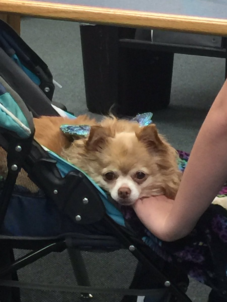 Lukie doing what he does best❤️ #therapydogsarethebest #helovestheattention #spoileddog #kempsvillehighschool #LearningLab802