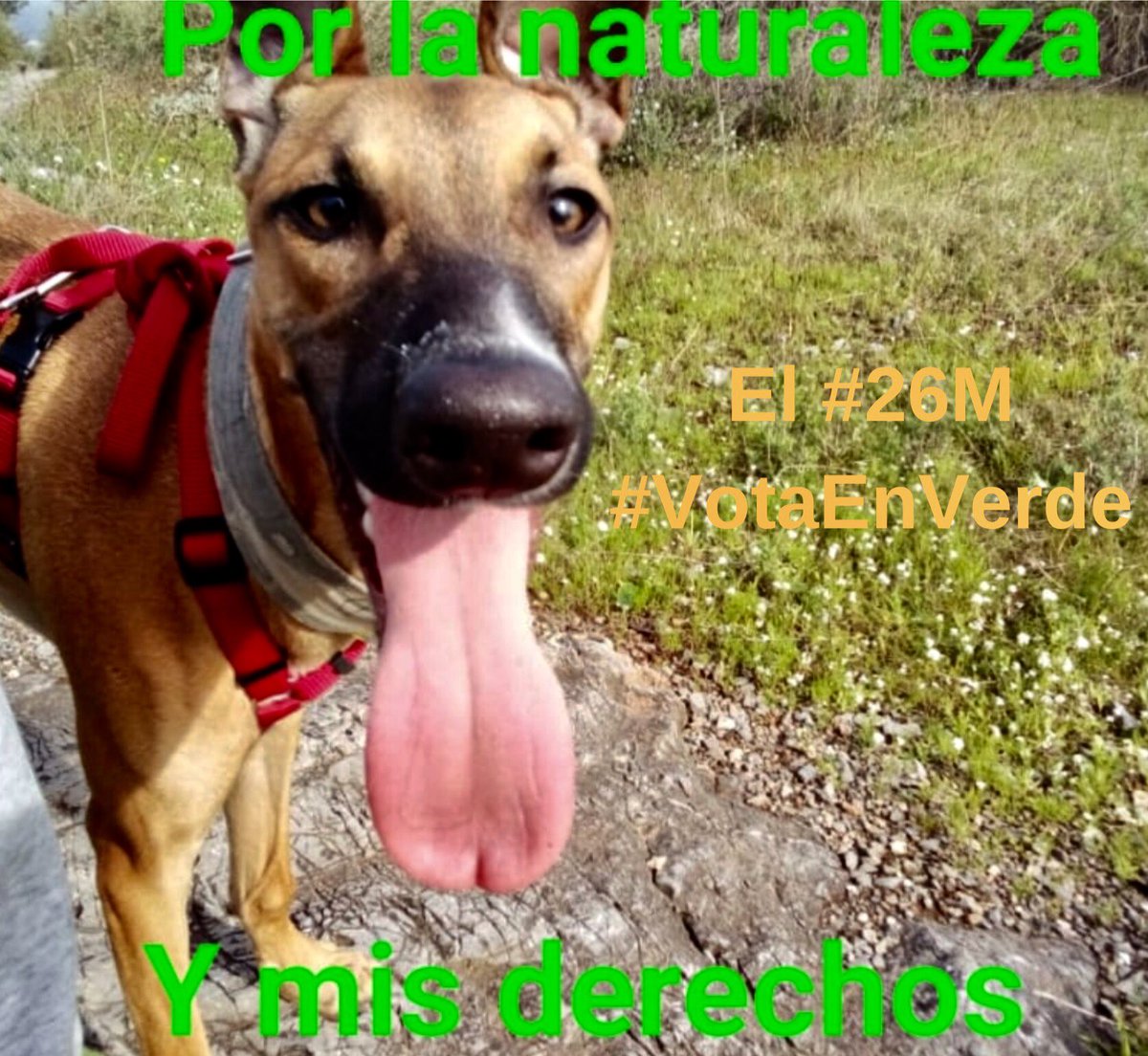 Por ellos merece la pena #VotaEnVerde este #26M todos con <a href="/estelamartin63/">Estela Martín</a> y <a href="/jmanceb/">JM Mancebo</a>