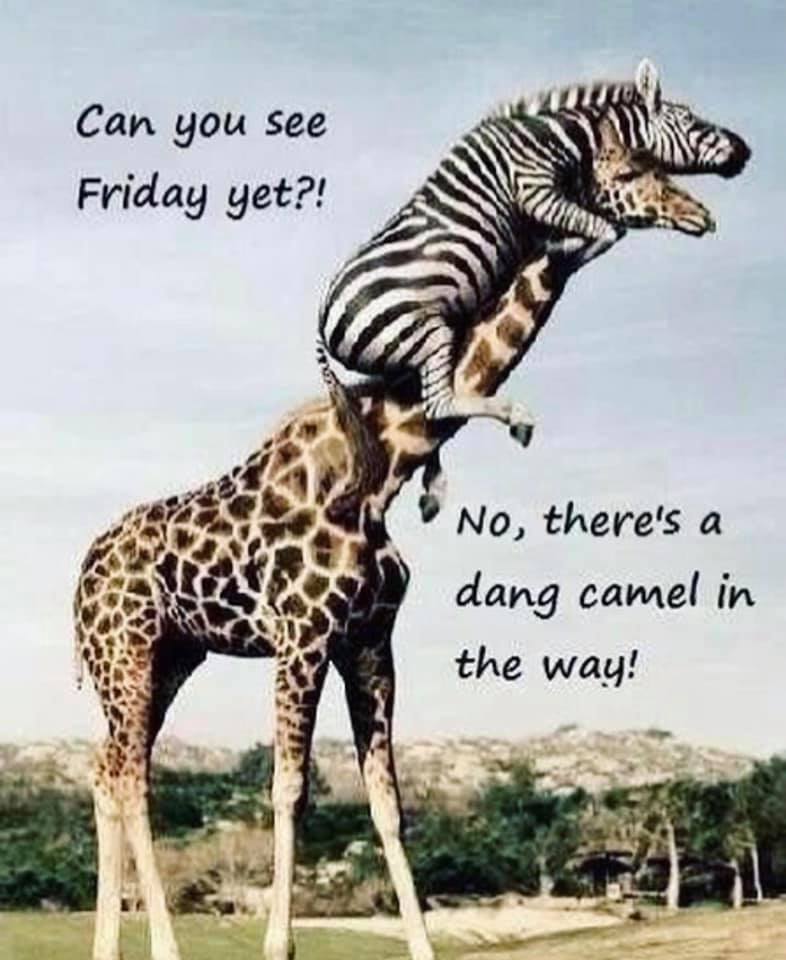 rtctel's tweet image. Happy Wednesday!