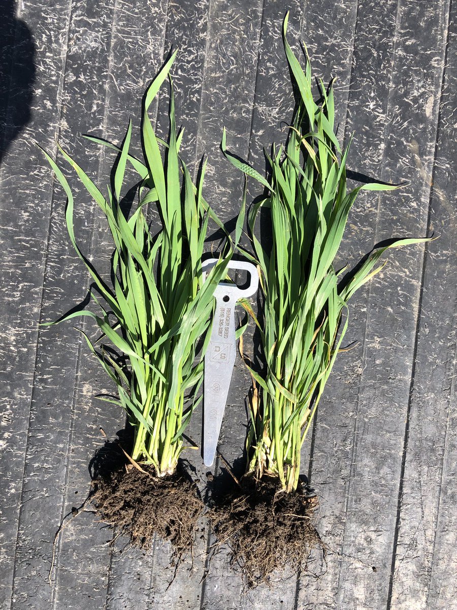 Sundermanfarm's tweet photo. Triticale on left, cereal rye on right. Rye is a few inches taller. Will be harvested for cover crop seed. #rootsnotiron #thirdcrop #covercrops @practicalfarmer @CoverCropCoach @iacovercrop @IowaNRCS https://t.co/QPfLe7AzpZ