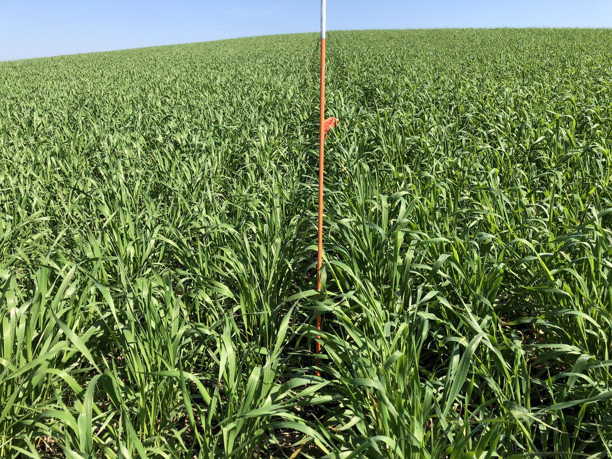 Sundermanfarm's tweet photo. Triticale on left, cereal rye on right. Rye is a few inches taller. Will be harvested for cover crop seed. #rootsnotiron #thirdcrop #covercrops @practicalfarmer @CoverCropCoach @iacovercrop @IowaNRCS https://t.co/QPfLe7AzpZ