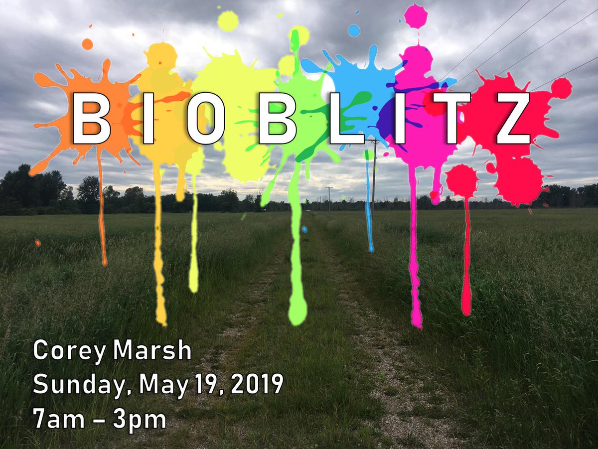 Join us for our first Corey Marsh BioBlitz this Sunday! Learn more at facebook.com/events/2365193…. 
#bioblitz #CMbioblitz #biodiversity #iNaturalist
#CitizenScientist ⁦<a href="/MSUAgBio/">MSU AgBioResearch</a>⁩ ⁦<a href="/ARWarwick/">Alexa Warwick</a>⁩ ⁦<a href="/MSUExtension/">MSU Extension</a>⁩ ⁦<a href="/CANRatMSU/">MSU CANR</a>⁩ <a href="/jen_owen1/">Jen Owen</a>