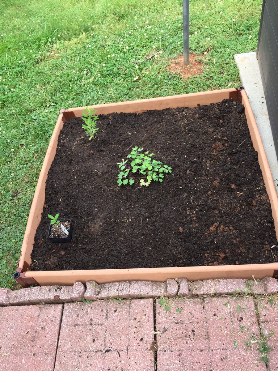 Whisp_res's tweet photo. #OrderOfTheWheel 5th Spoke challenge to plant #NativePlants! I was visiting my parents in TN when I received my mission, so I convinced mom to go native in TN. Now the greenway behind her house is a little greener! https://t.co/U2oBETkxnI