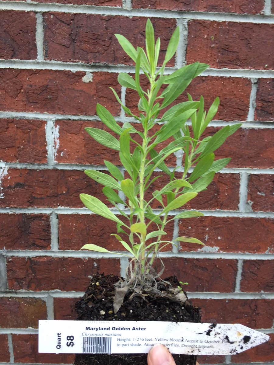 Whisp_res's tweet photo. We went to a #nursery that specializes in #NativePlants called Tennessee Naturescapes. They are incredibly helpful, informative and friendly! I was shocked by the amazing selection. We got these little ones and mom says she’s going back. #KnoxvilleGardening #Oakridge #Gardening https://t.co/LtWbimRUdk
