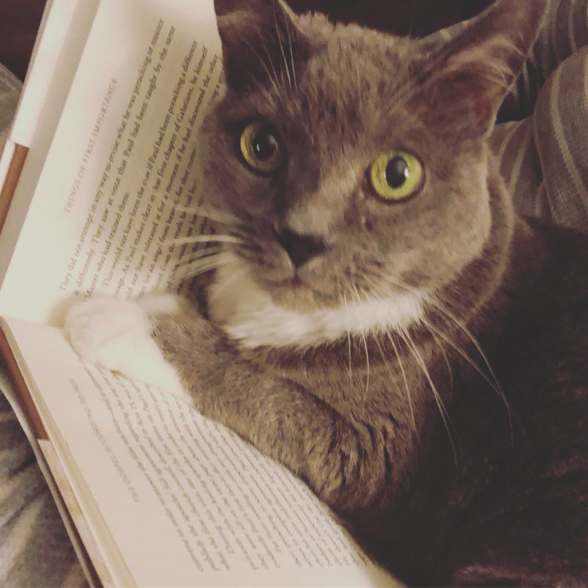 panda_jennings's tweet photo. I do not consider myself a huge animal lover & have never been very attached to my pets. However, today we had to say goodbye to our cat after 19years. It has been one of the hardest things I have ever had to do. #kittyrose https://t.co/K9vpVBhfqB