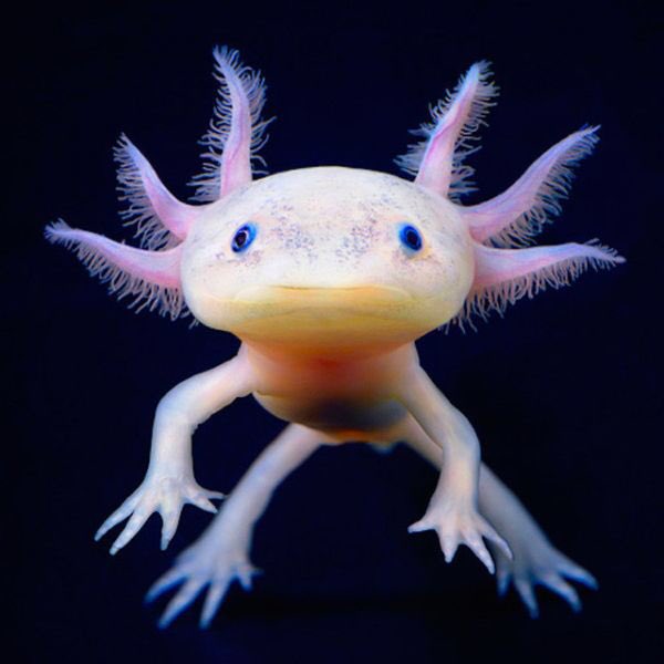 Roses are red 
I flipped a bottle 
What the heck is
A axolotl 
#gscebiology #triplebiology #gscememes #aftergsce #biologygcse #aqabiology #biologygcse #AQAbiology