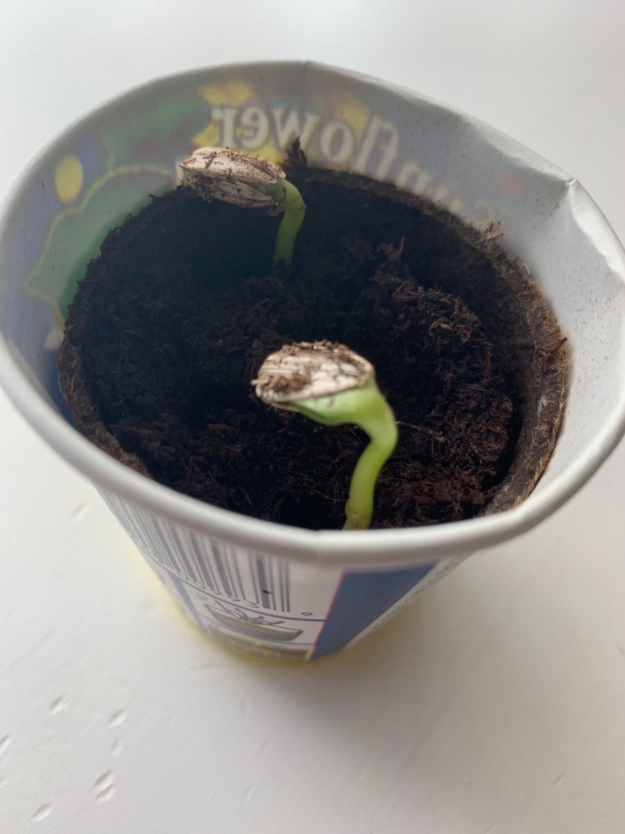 This is how sunflowers happen. I had no idea. Mind blown. The part you put in your mouth becomes the flower. Wait let me rephrase that. Nah screw it. As you were.