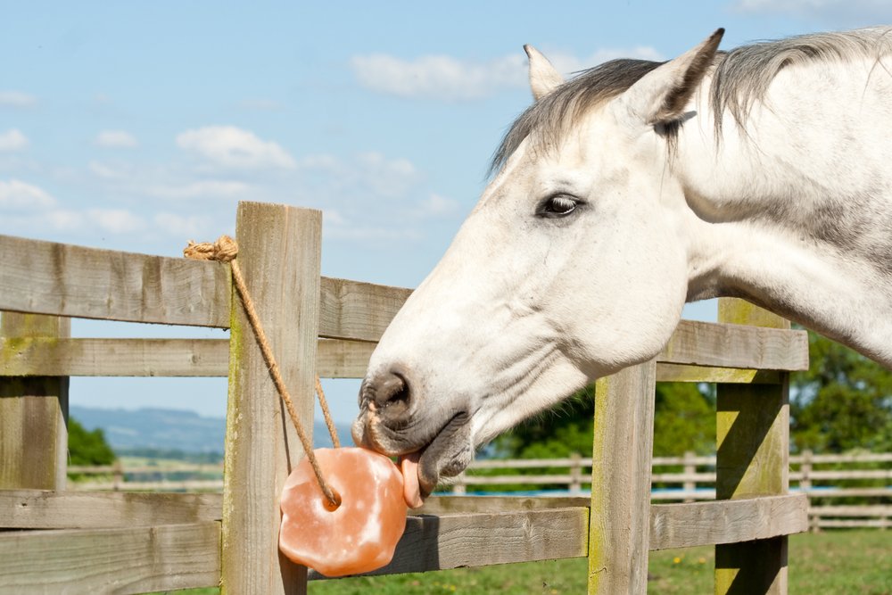 horse_feed's tweet photo. Giving your horse or pony the right amount of feed will help to prevent problems such as weight gain, digestive upset or excitability. 🐴 Read our golden rules of feeding on  our website: https://t.co/1cHKvYVkVO 🌟 https://t.co/0HZCAZ7zk5