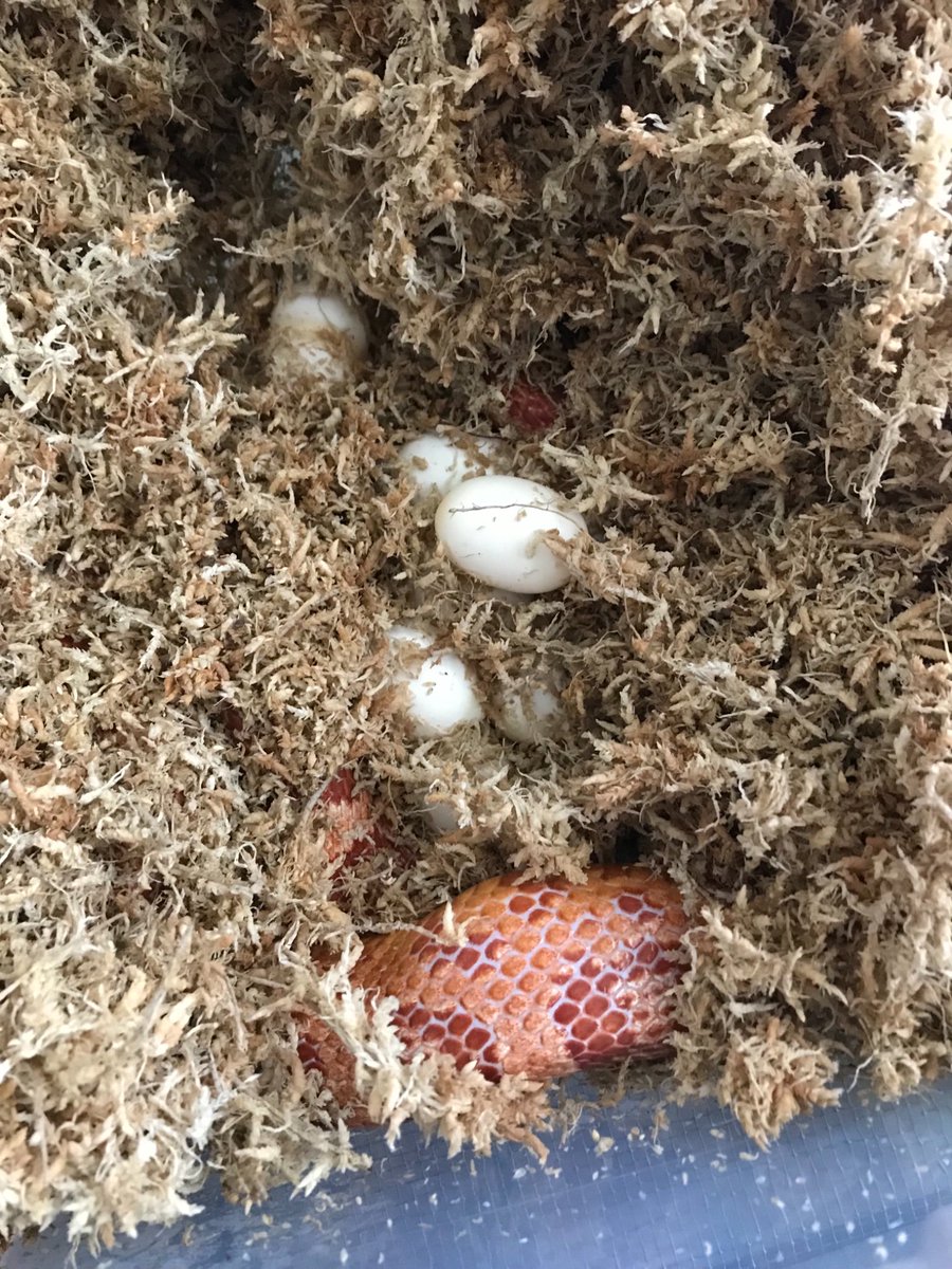 CoilCity's tweet photo. Molly finally laid eggs! 🐍🥚🐍🥚
(Amel x Hypo, het Lavender, het Stripe)
.
.
.
#snake #reptile #pet #animal #serpent #coilcity #snakes #snek #reptiles #sneks #Cornsnake https://t.co/PktU7G8img