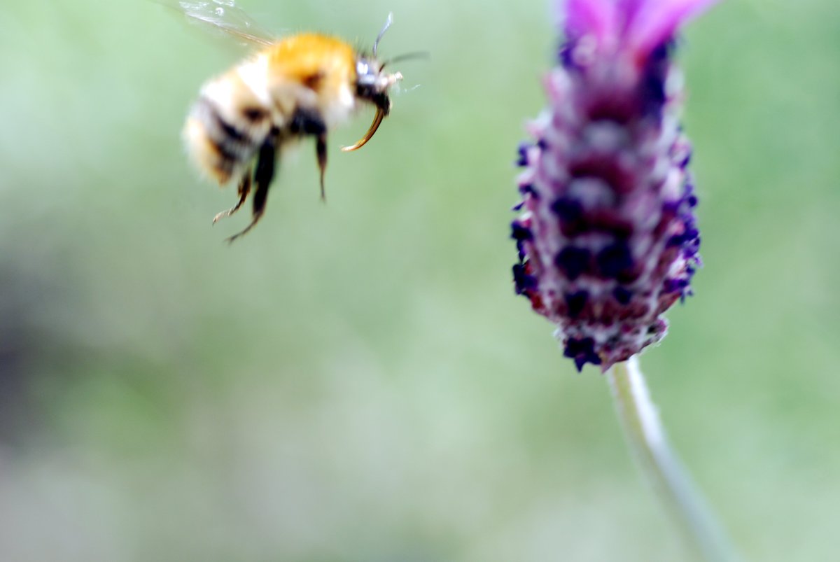 GMGreenCity's tweet image. Take part in the @Lancswildlife My Wild City short survey and help shape the new 10-year vision for biodiversity in #Manchester - 
surveymonkey.com/r/PSY3JPG