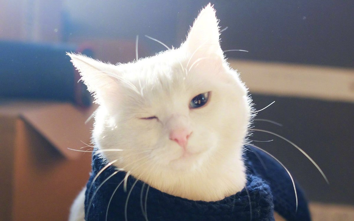 ⚠️⚠️تم الإغلاق خدمة شراء VIP مؤقتا. 
هذه المرة نقوم ب
١- ترقية جميع النظام
٢- إصلاح أكثر من مائة برنامج
٣- تحسين تجربة التحميل
من المتوقع أن تستغرق هذه الترقية يومين وإعادة الفتح مرة أخرى يوم الجمعة. شكرا لكم على الفهم والدعم. نحبكم❤️
واكتب اسم البرنامج الذي تريده هنا👇