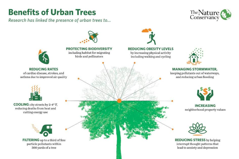 WorldBankGroup's tweet photo. RT @Connect4Climate: 👋 In today's edition of *info(graphic) you should know* – The benefits of Urban Trees. 🌳🌳🌳

Via @nature_org https://t.co/rZT7xY4JZM