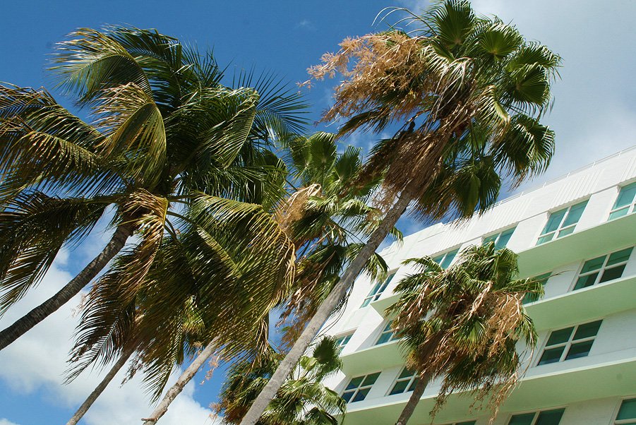 JimmyRockerPics's tweet photo. Deco Palm Scorcher - Copyright © 2o19 JiMmY RocKeR PhoToGRaPhY #palmtrees #southbeach #miami #miamibeach #jimmyrocker #jimmyrockerpics #forchion #jimmyrockerpalms #miamibeachflorida #trees JIMMY ROCKER #palms #plants #palmtree #Miami #florida #nature jimmy-rocker-palms #palm https://t.co/k8mHOklgSw