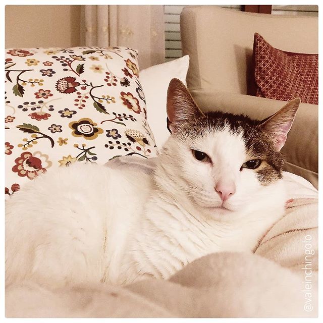 valeinchingolo's tweet photo. Miao😺
.
.
.
.
.
.
.
.
.
#amazing #style @top.tags #100likes #nofilter #bestoftheday #50likes #life #instagram #swag #followforfollow #sun #fitness #f4f #l4l #beauty #pretty #music #toptags #sky #beach #hair #lol #photo #cool #nice #party #night #girl… https://t.co/VRfTsINoNv https://t.co/ozSvXV2zhM