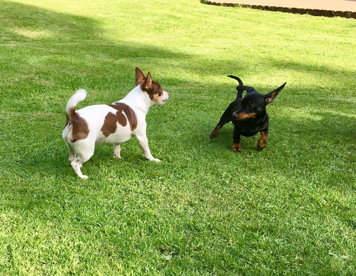 MableDachshund's tweet photo. Playing with my brother #Dog #PlayingDogs #Dachshund #Chihuahua #MinatureDachshund #SummerFun https://t.co/H4gZPPeRMP