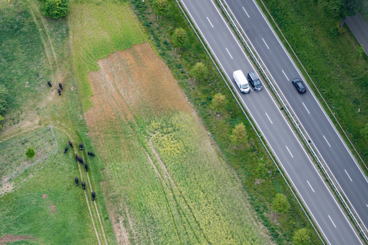 RadiosoundsV's tweet photo. #Wasserbüffel heute morgen auf der #L33 zwischen dem #ÖstlichenBerlinerRing und #Hönow.
#Verkehrsflieger #AntenneBrandenburg #rbb https://t.co/5vxSOU2bKV