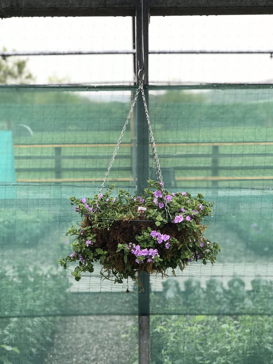 Our bedding plants and hanging baskets are looking good and are now ready for sale!